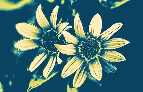 A close up of two yellow flowers on a blue background