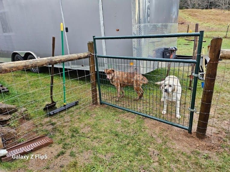 Two dogs behind a green metal gate in a grassy outdoor setting, next to a trailer and wooden fence.
