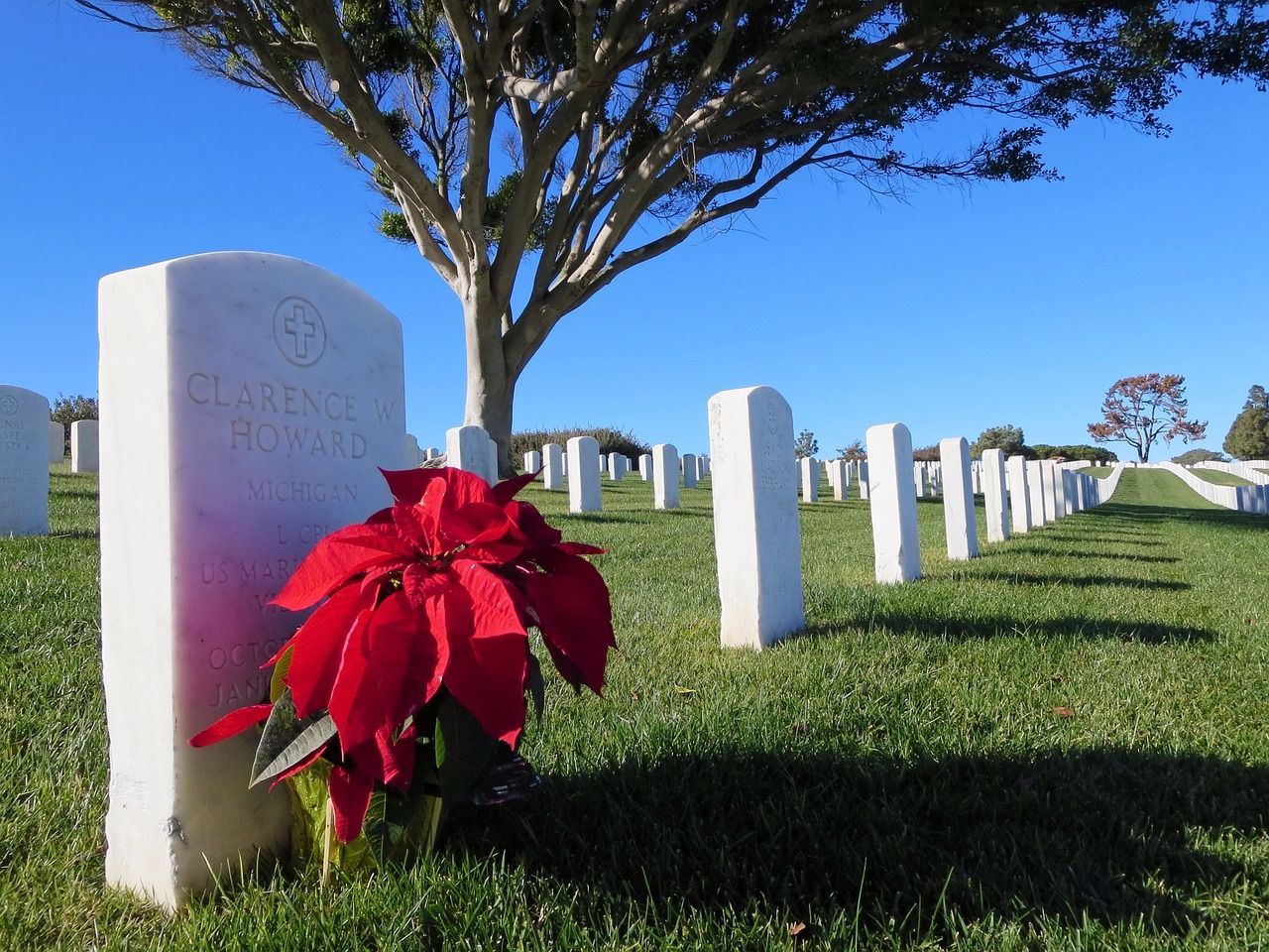 Red poinsettia placed in front of a white gravestone in a peaceful cemetery under a clear blue sky.