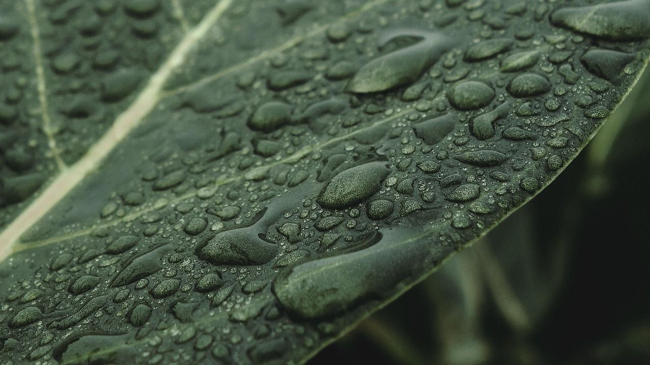 Closeup of a leaf with some water droplets on it