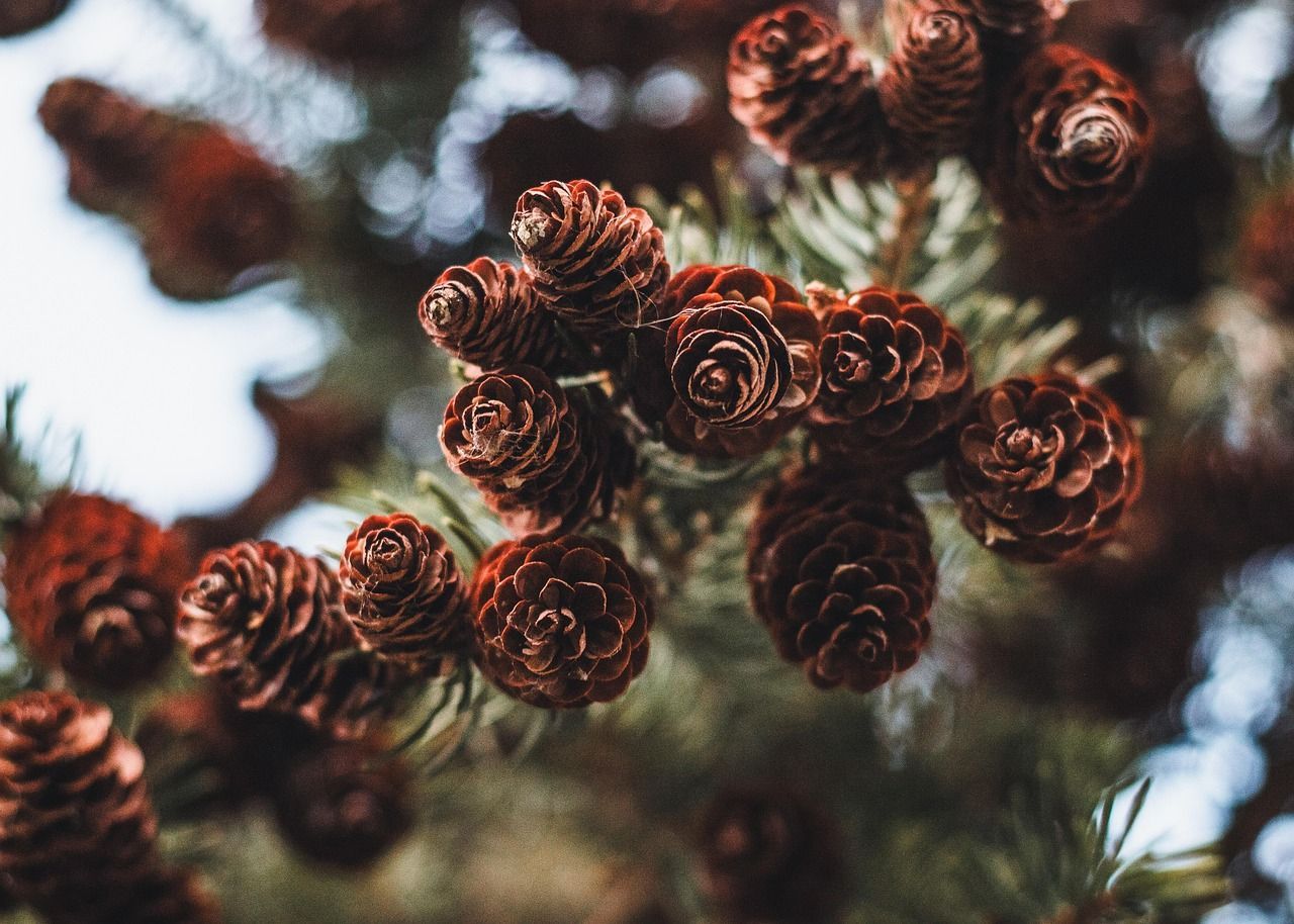 Pine tree, with several pinecones attached to it