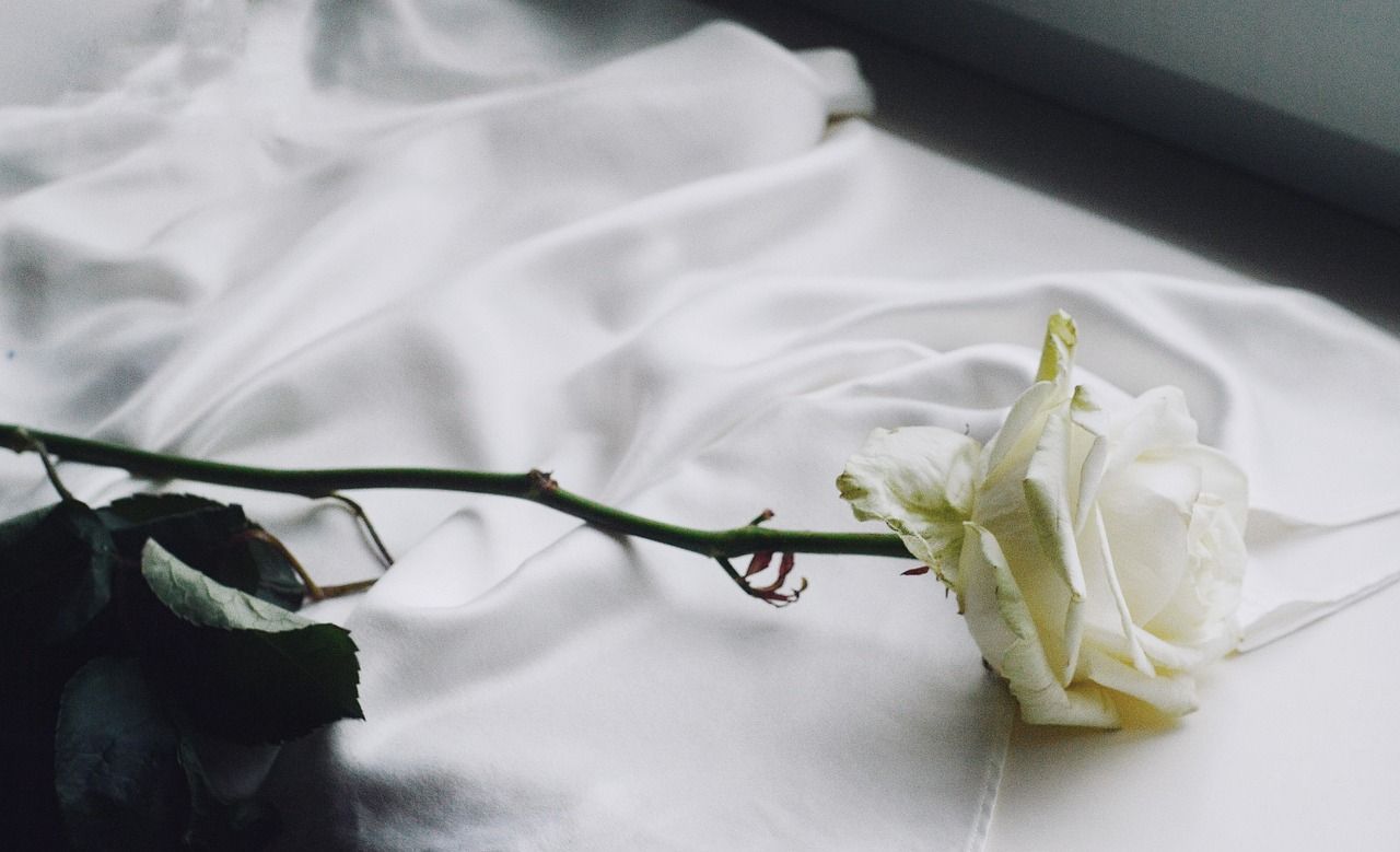White rose lay over a white shirt
