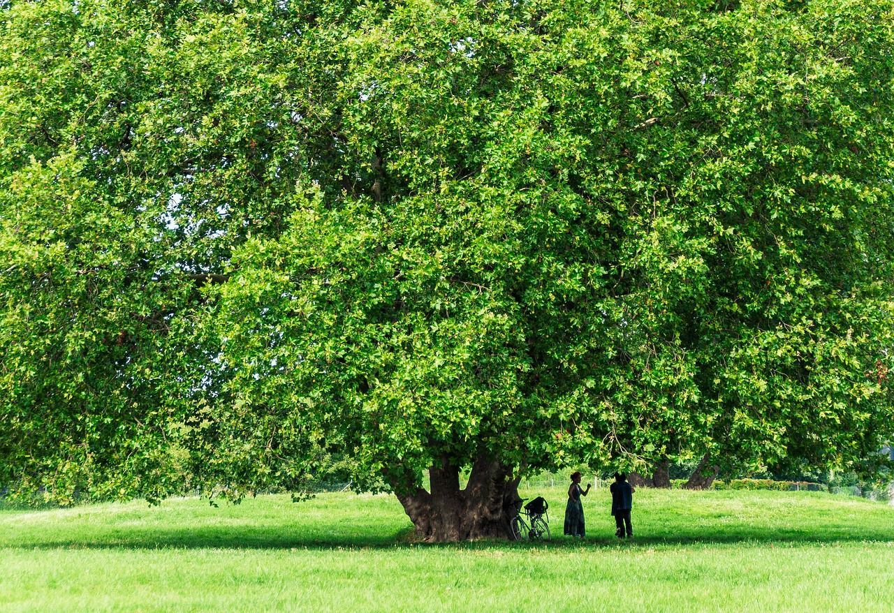 Big green tree on a grass field with people under it