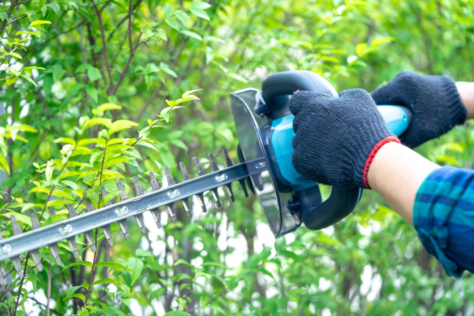 tree trimming services in Phoenix, AZ