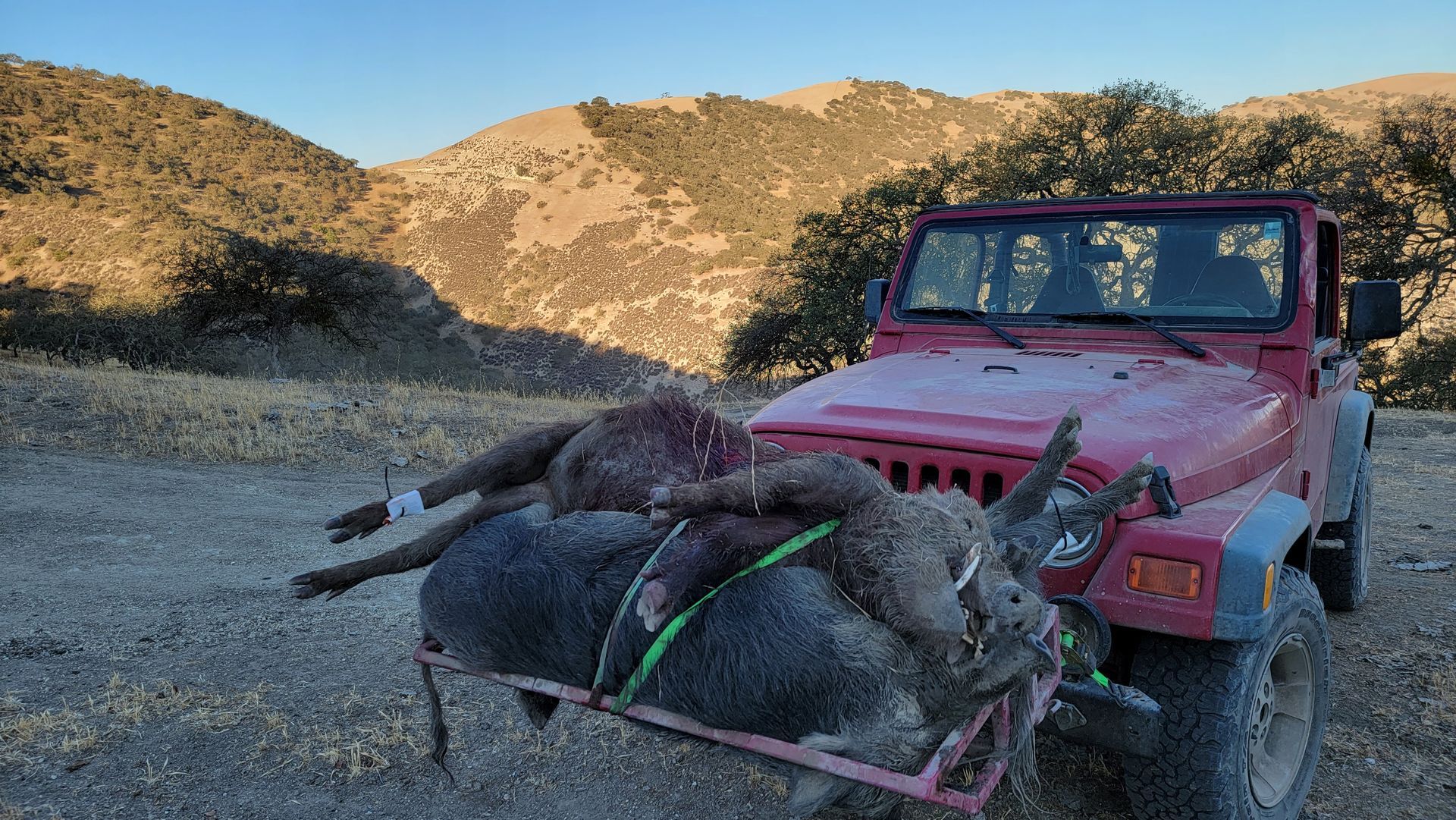 Jeep with multiple wild pigs taken in California during guided hog hunt