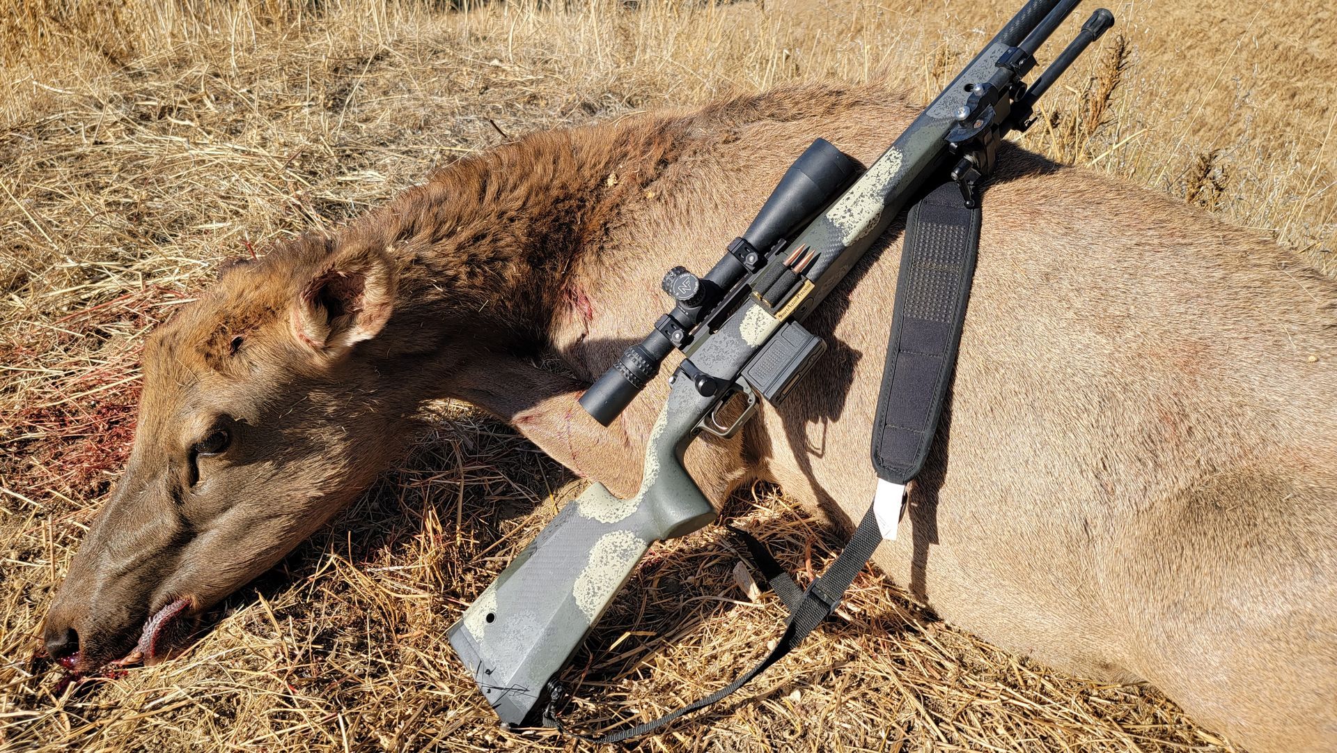 California Tule cow elk taken with 6mm Creedmoor and McGuire Ballistics Copper Rose