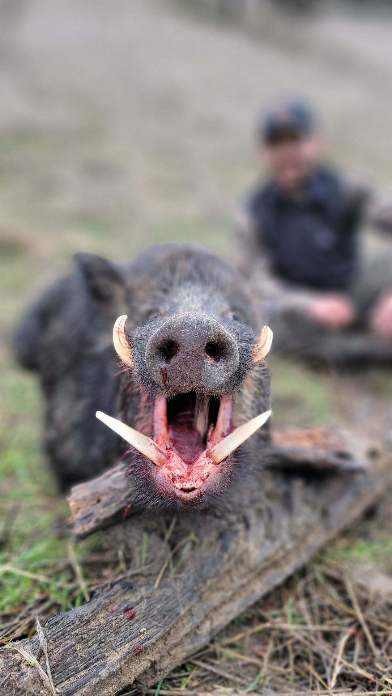 Trophy wild boar with prominent tusks taken during winter pig hunt