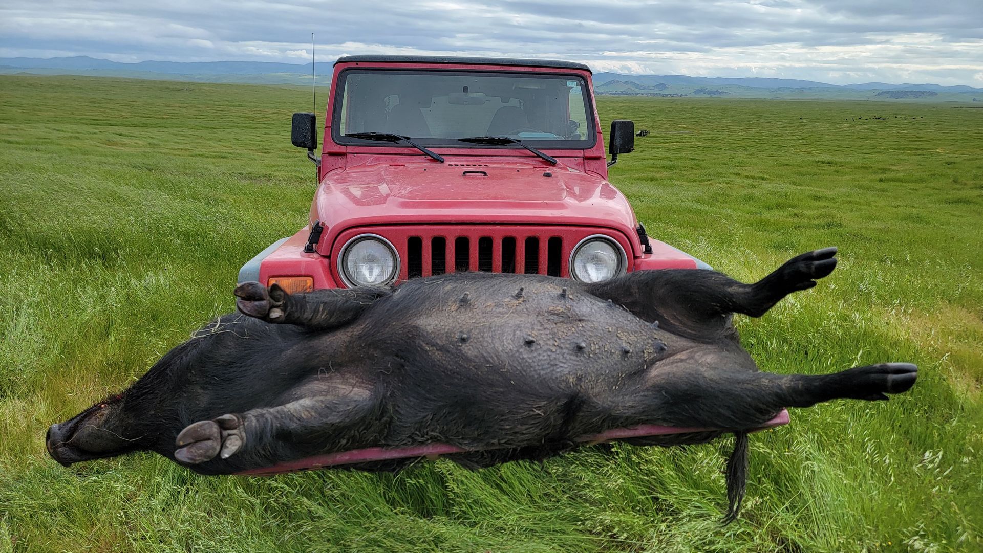 Jeep loaded with giant sow returning from successful hunt