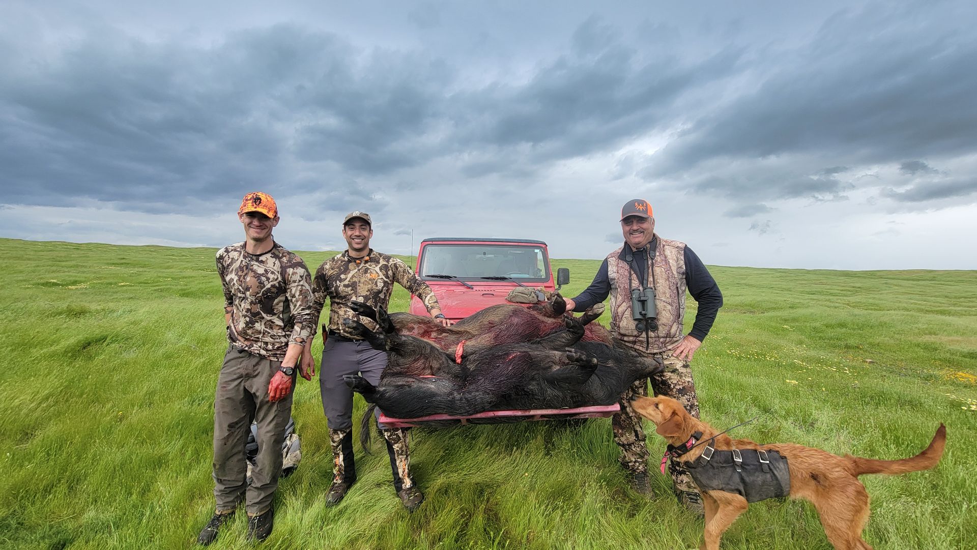 Jeep loaded with large meat pigs returning from successful hunt