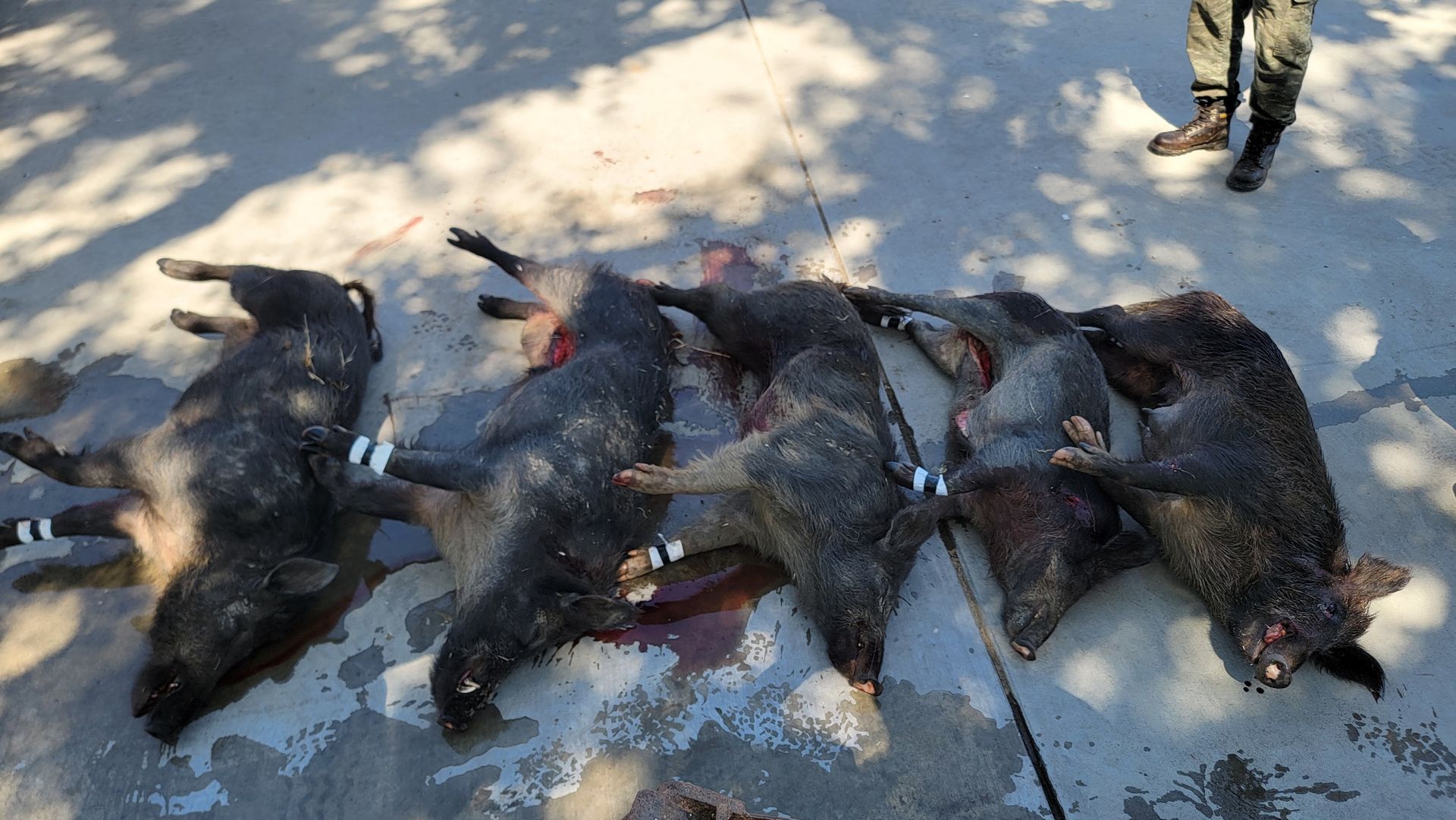 Multiple wild pigs taken during a guided hunt in California