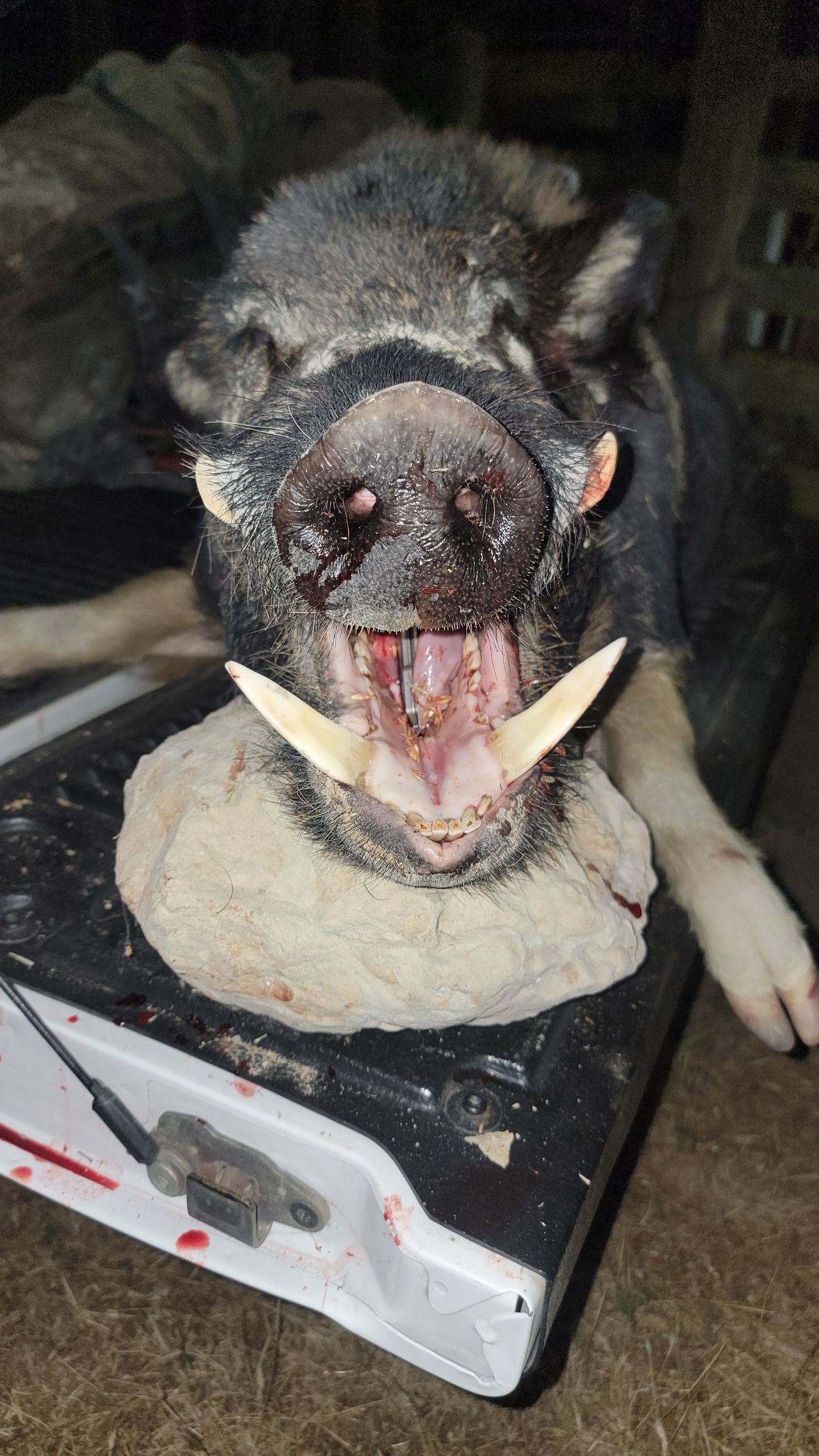 Close-up of trophy wild boar tusks after California Central Coast hunt