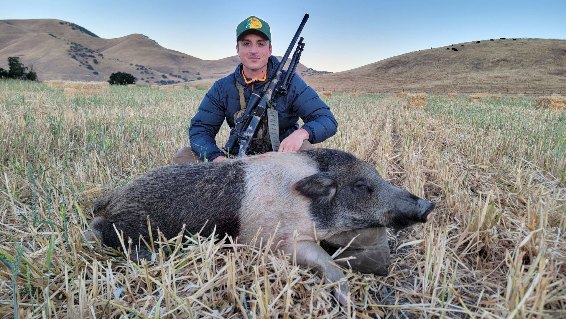 Hunter with successful hunt harvesting meat pig in a barley field