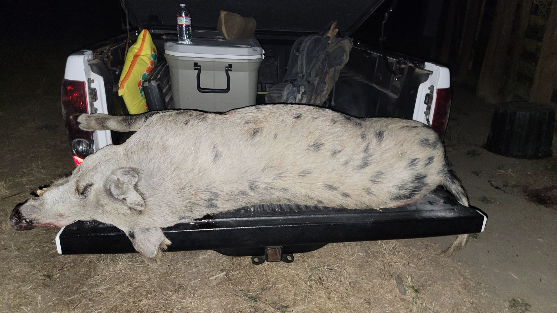 Giant California wild hog on back of truck tailgate