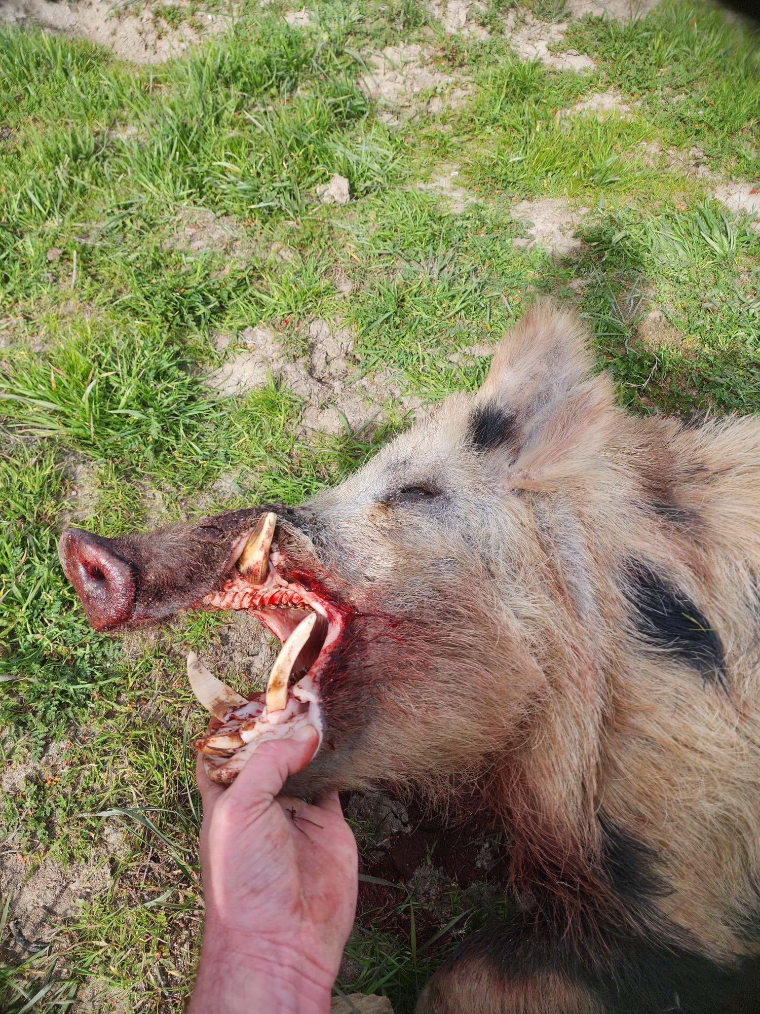 Close-up of trophy wild boar tusks after California Central Coast hunt