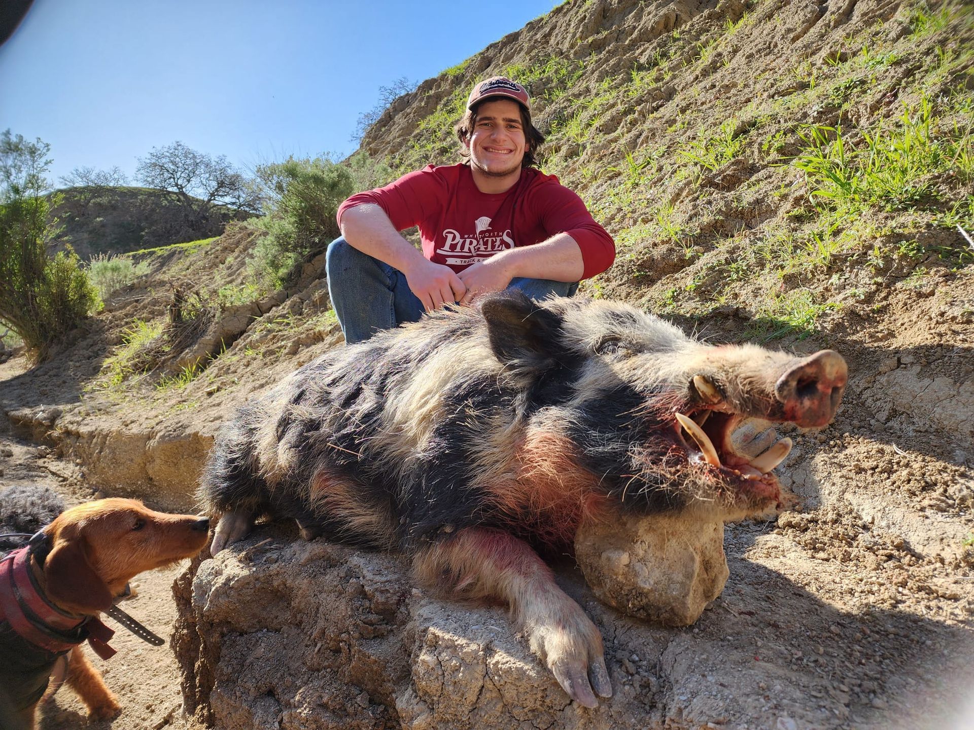 Successful solo hunter kneeling beside massive tusked wild hog