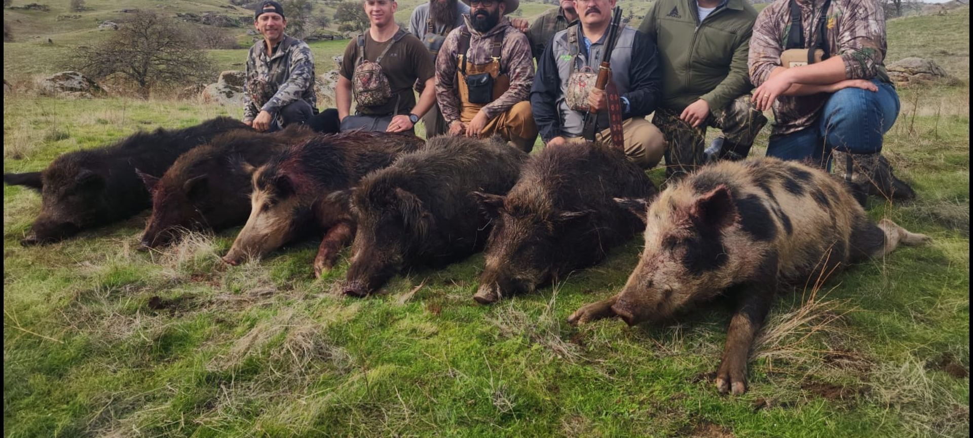 Group of hunters with multiple harvested pigs on private hunting land