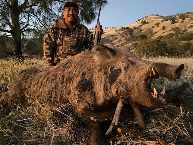 Hunter kneeling beside large trophy wild boar taken on guided pig hunt in California