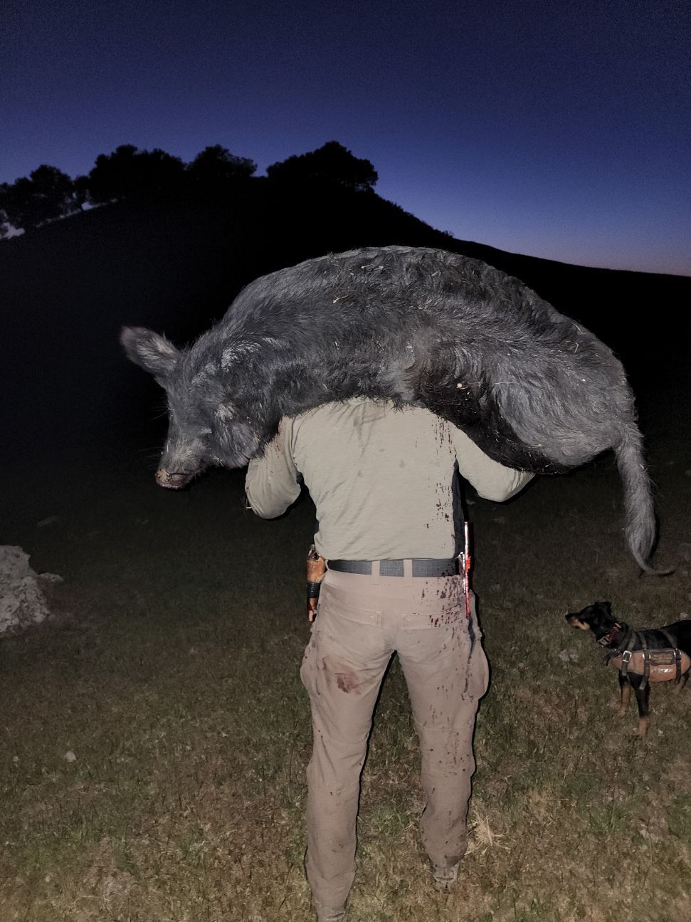 Owner Colby Williams packing out a large wild hog after successful California guided pig hunt