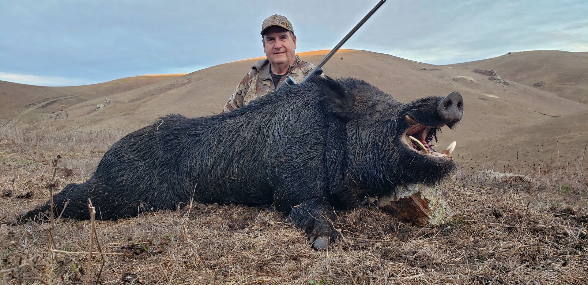Trophy boar with long tusks taken during expert-guided pig hunt