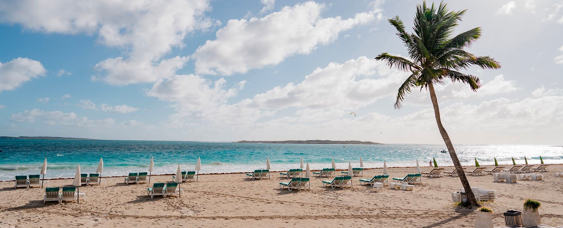 There is a palm tree on the beach with chairs and umbrellas.