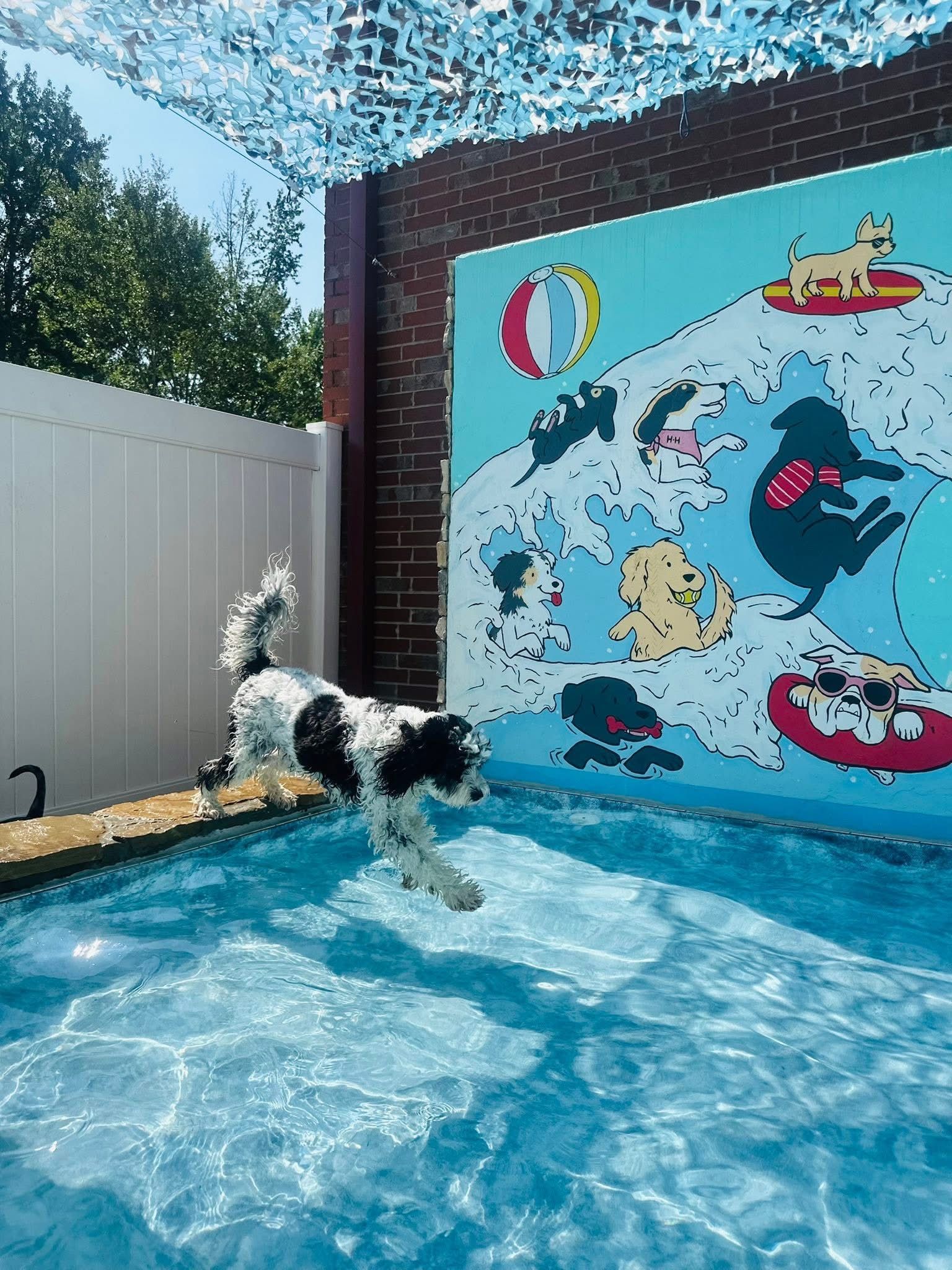 Dog jumps into a swimming pool, wall mural with dog cartoons in background.