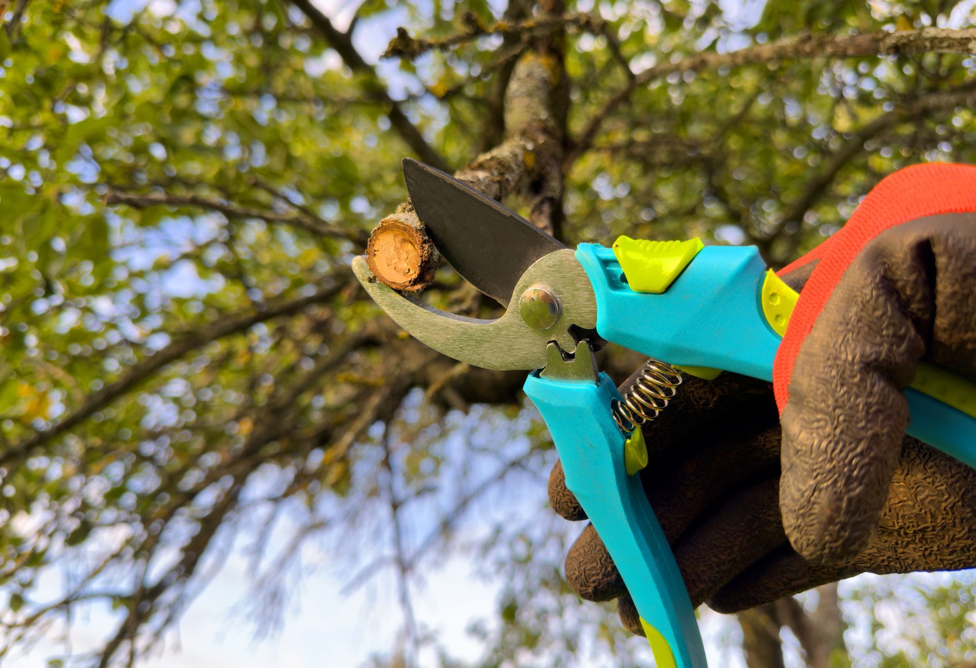 Tree pruning | Sheridan, WY | Star Tree Services