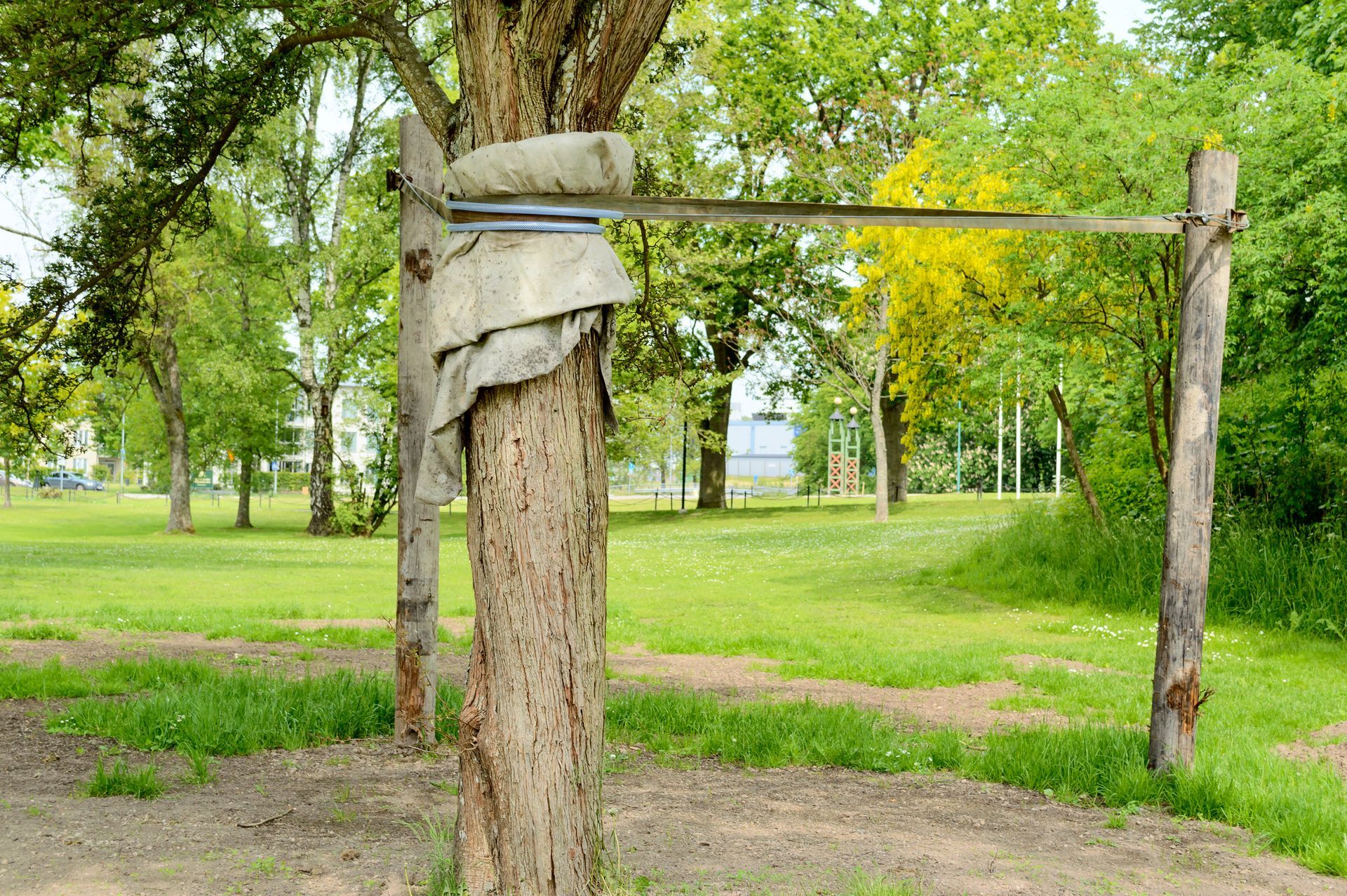 Tree stabilizing | Sheridan, WY | Star Tree Services