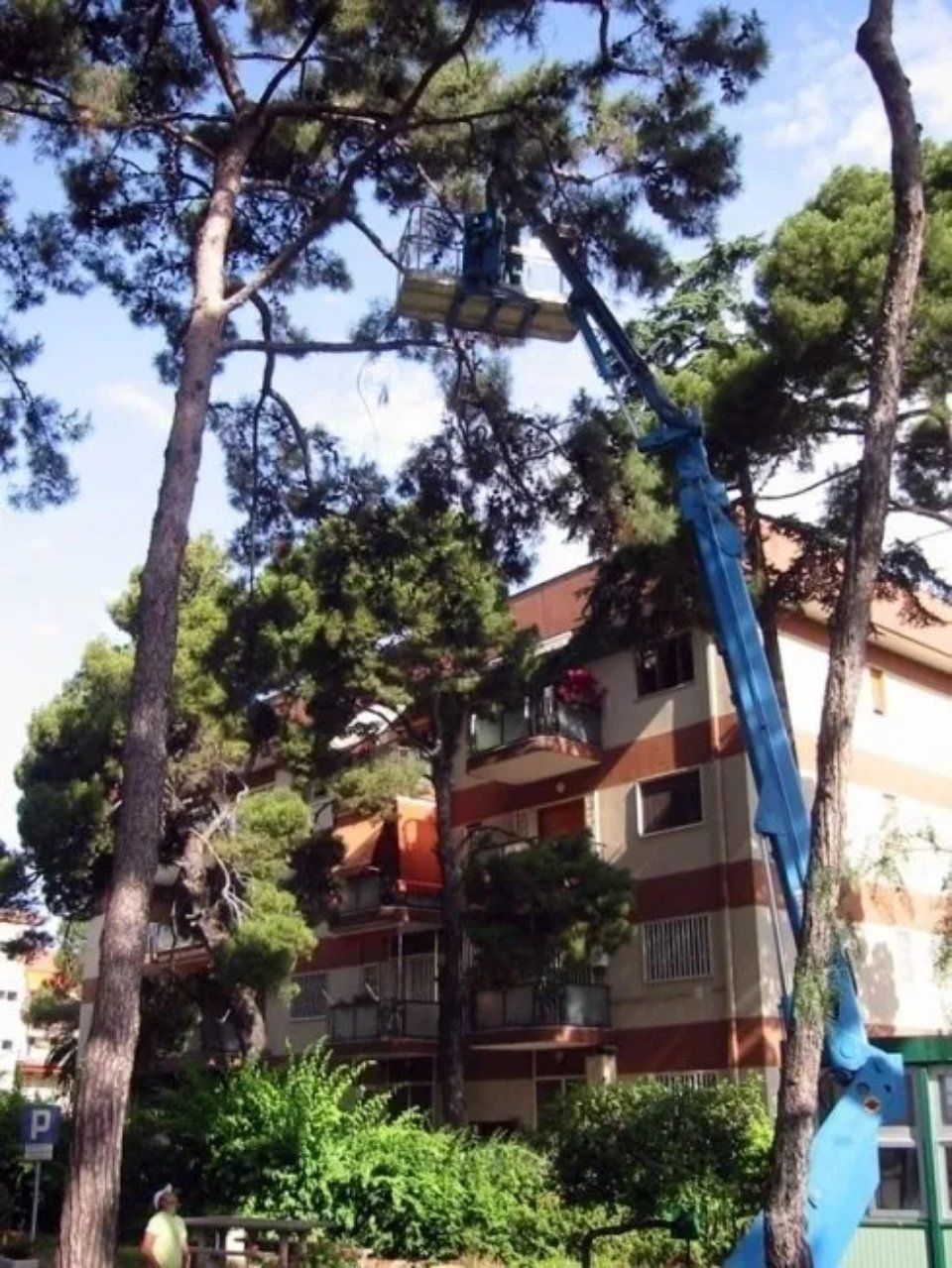 piante ad alto fusto