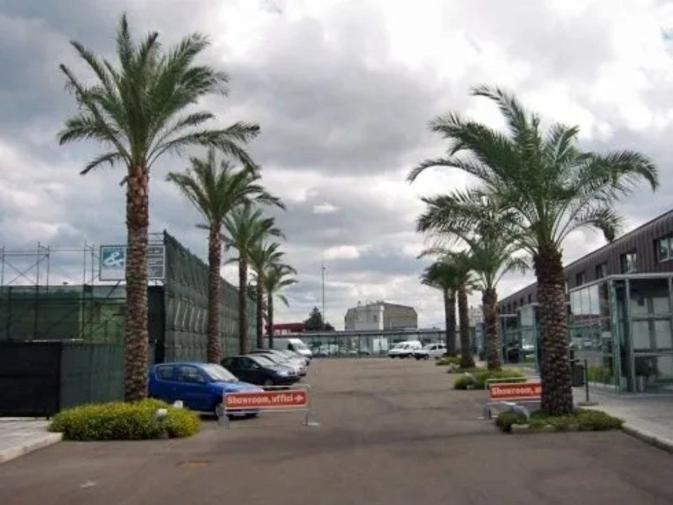 alberi sul suolo pubblico