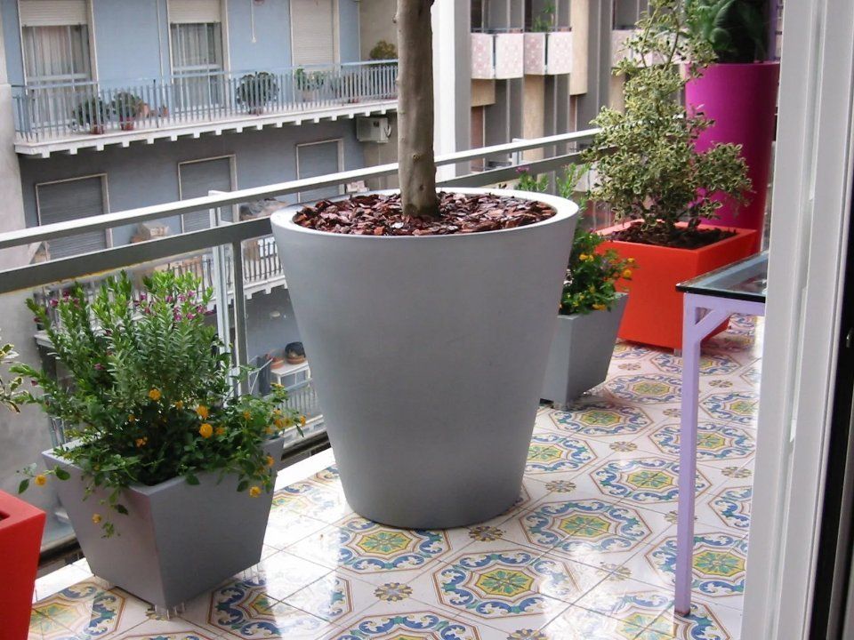 pianta in un terrazzo