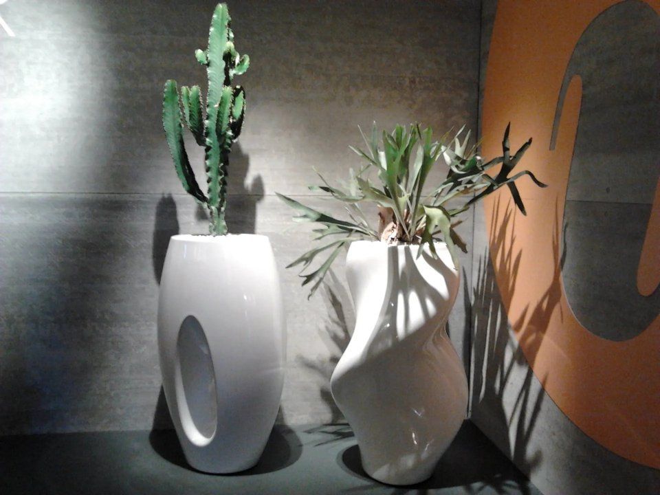 piante grasse da interno