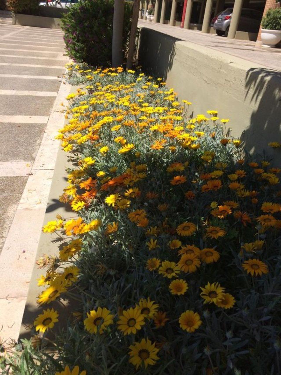 progettazione di aiuole fiorite