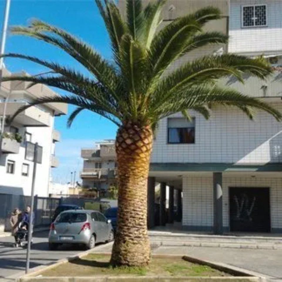 aiuola pubblica con palma
