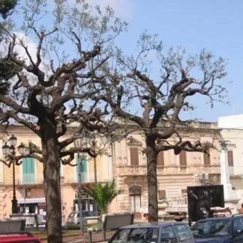 potatura degli alberi
