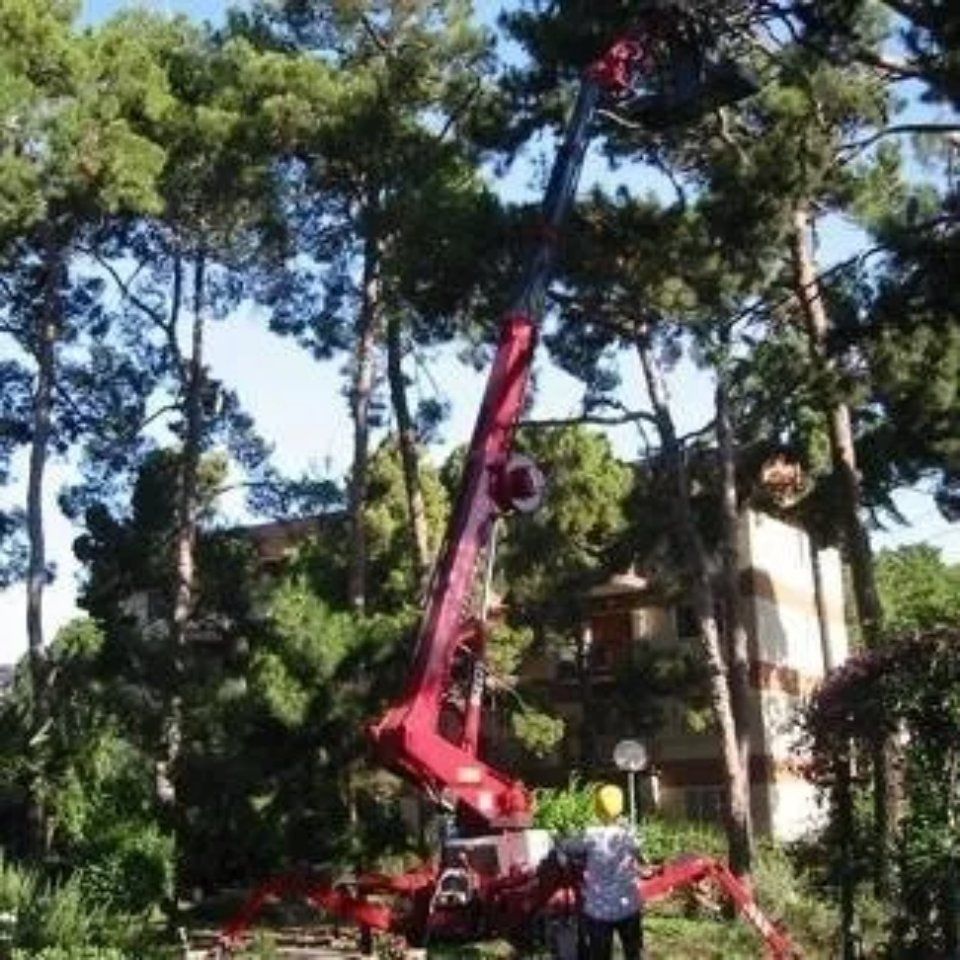 potatura di alberi ad alto fusto