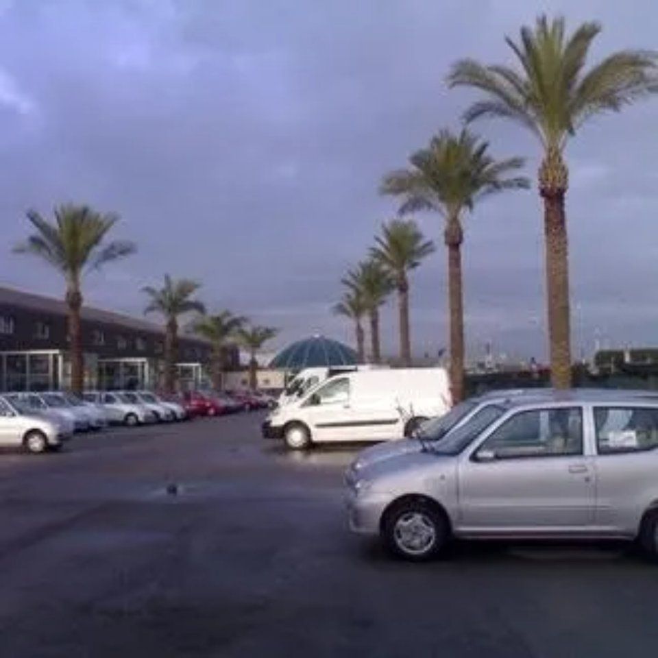 parcheggio con palme