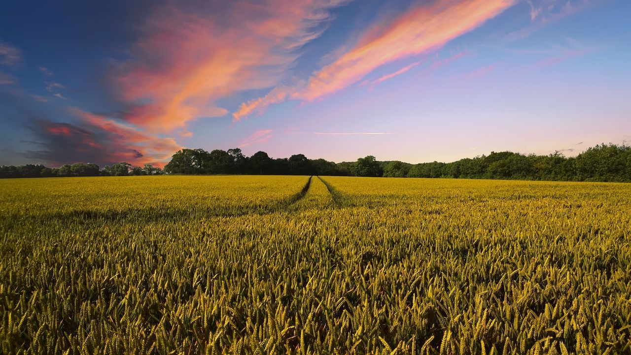 Golden wheat field under a sunset sky with pink and orange clouds.