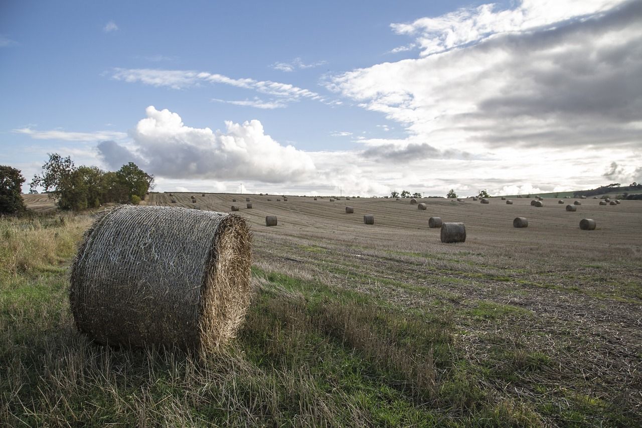 Hay bales scattered in a field under a cloudy, blue sky.