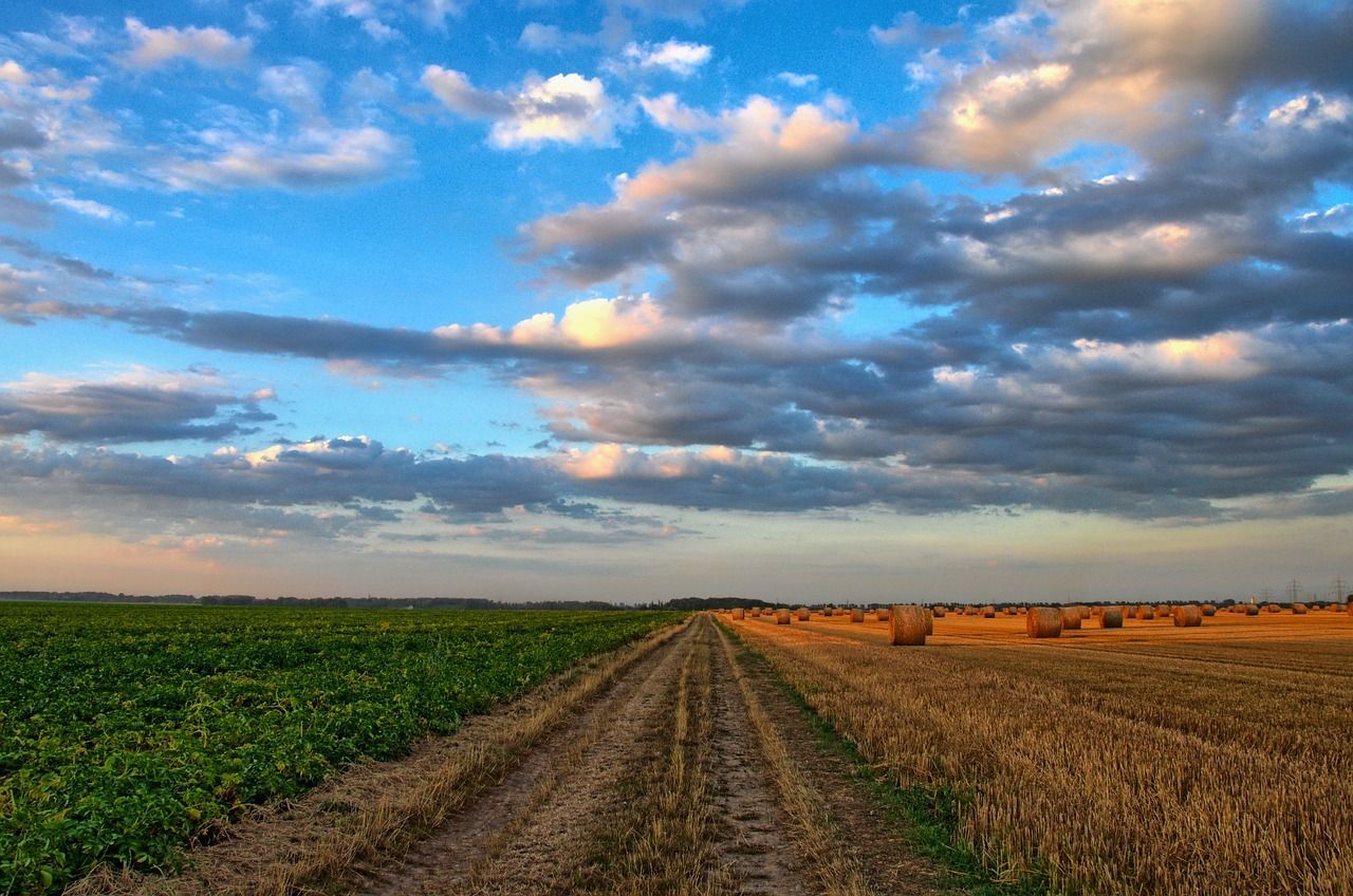 Field divided, one side green, other golden with hay bales, dirt path leads to horizon under a cloudy blue sky.