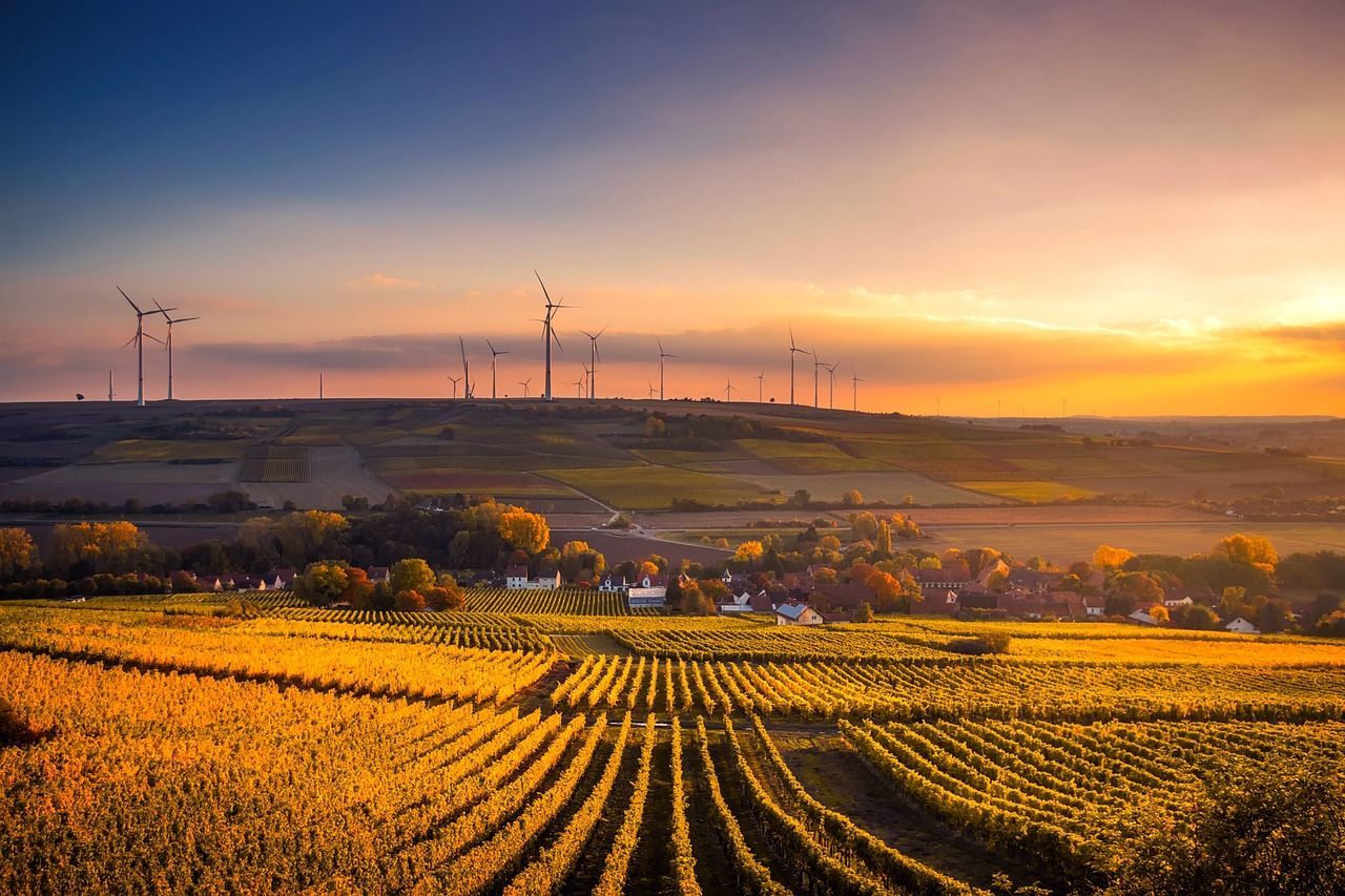 Vineyard at sunset with wind turbines on a distant hilltop; golden light.