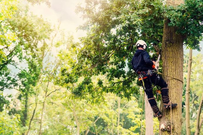 Arborist in safety gear, climbing a tall tree with green foliage, sunny outdoors.