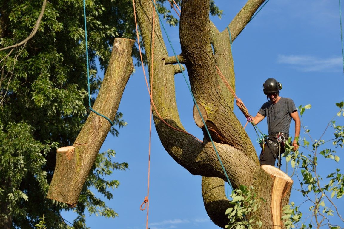 Arborist cutting a tree limb with ropes for safety, sunny sky.