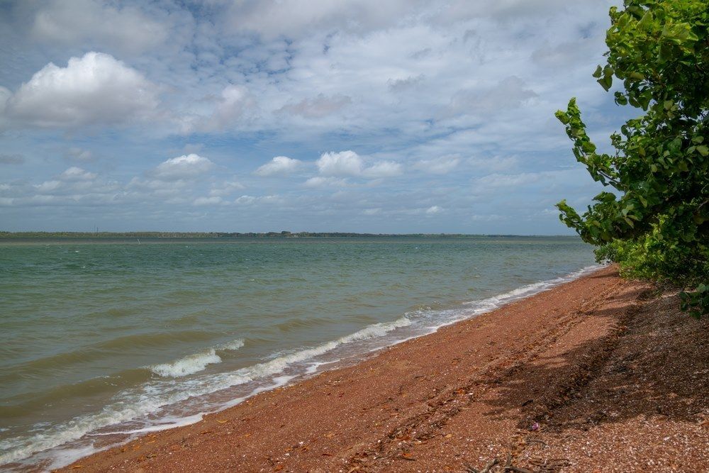 A Beach With a Tree in the Foreground and a Large Body of Water in the Background — Blue Diesel & Equipment In Speewah, QLD