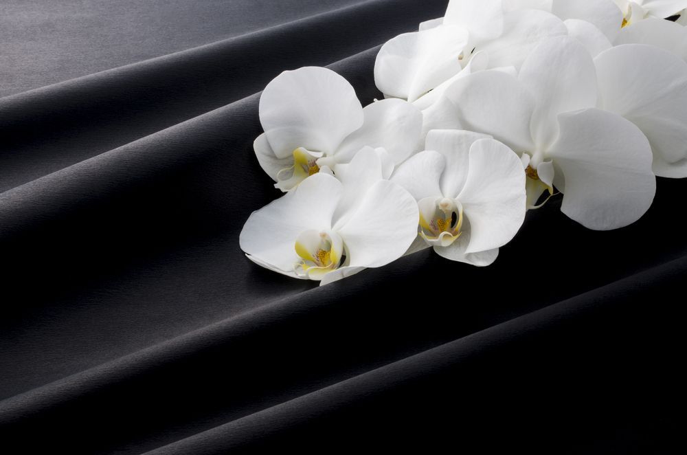 A Bunch Of White Flowers Are Laying On A Black Cloth — Territory Funerals In Yarrawonga, NT