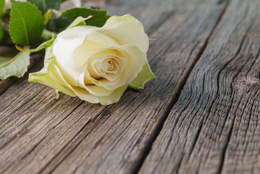A White Rose Is Laying On A Wooden Table — Territory Funerals In Katherine, NT