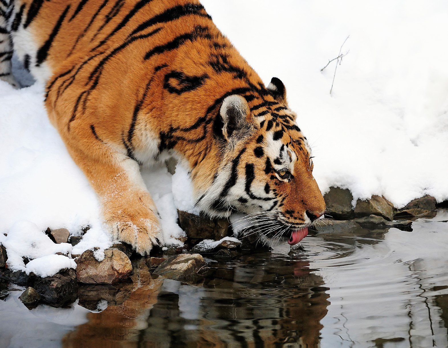 Der majestätisch Tiger zeigt instinktive Bewältigungsstrategien