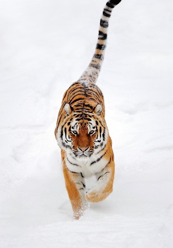 Der Tiger und die Natur dienen als Vorbild für den Selbstheilungsprozess