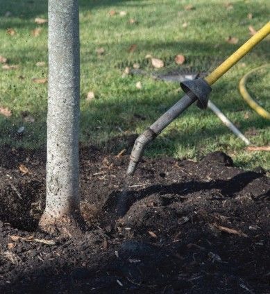 Dark brown soil, scattered small stones, twigs, and plant debris.