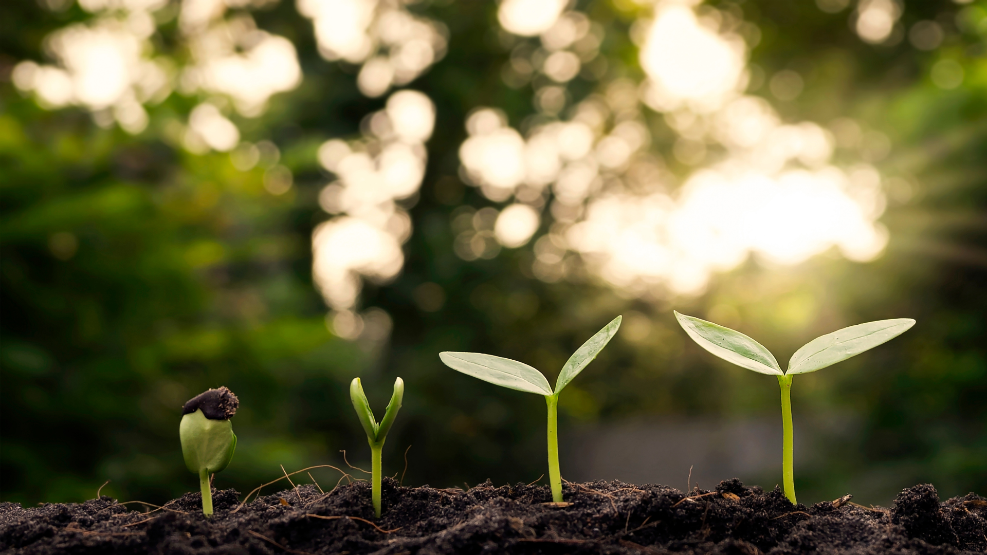 Stages of a plant's growth, from seed to sprouts, in dark soil with sunlight in the background.