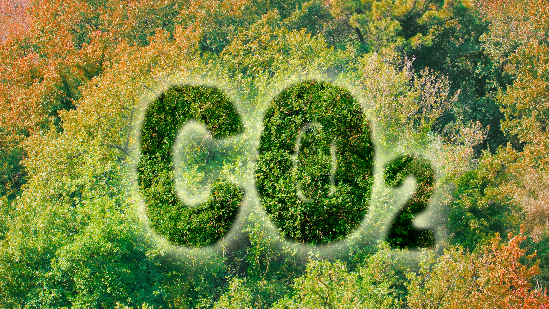 Trees with the letters C02 shaped onto them.